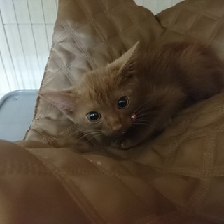 可愛い子猫の里親様を募集してます