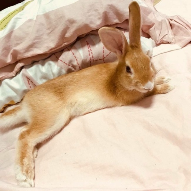 相良りさのカバー写真