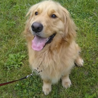 陽気で遊び好きなゴールデンレトリバー超元気です！