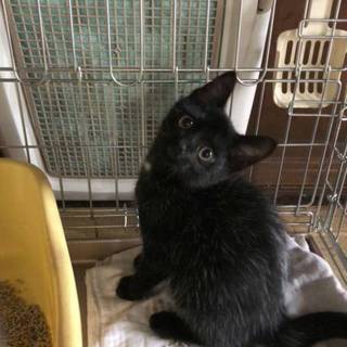 3ヶ月の黒猫ちゃん （男の子）