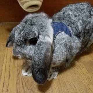 ポーランドロップイヤー