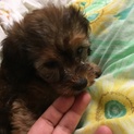 ミックス ダックスとトイプー