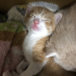 里親募集です。ご協力をよろしくお願いします。