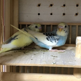 セキセイインコ 手乗り  ヒナ