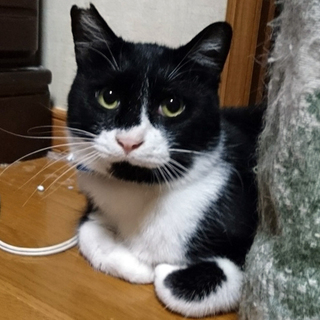 体は大きいけれど気弱で甘えん坊のあごのりくん