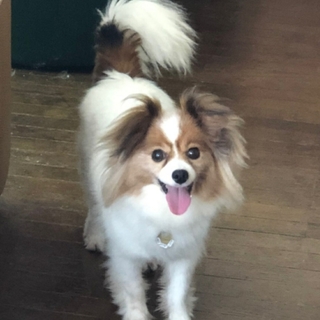 癒し系♡パピヨンのナオちゃん