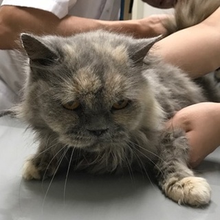 ブリーダー廃業現場の子をレスキューしました