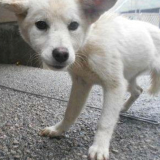 里親さま決定しました✨ありがとうございました