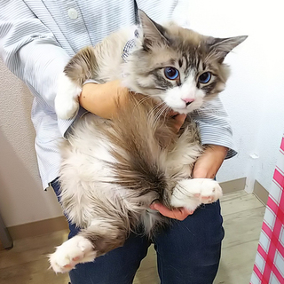 食いしん坊のはるさめくん