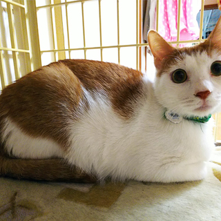 空き家で産まれた猫たち★海翔くん