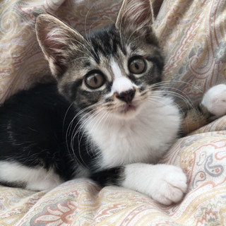 お子さんともOK♡黒が多めのキジ白ちゃん