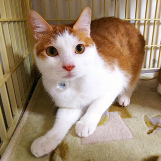 空き家で産まれた猫たち★空翔くん