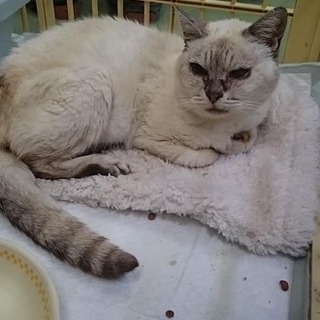 【感謝】命名ゆうりちゃん！飼主親族持込シニア猫