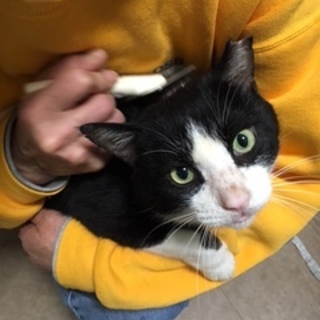 4～5歳　白黒はちわれ　ココくん