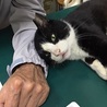 4～5歳　白黒はちわれ　ココくん サムネイル2