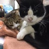 4～5歳　白黒はちわれ　ココくん サムネイル4