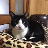 4～5歳　白黒はちわれ　ココくん サムネイル5