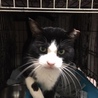 4～5歳　白黒はちわれ　ココくん サムネイル6