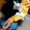 4～5歳　白黒はちわれ　ココくん サムネイル7