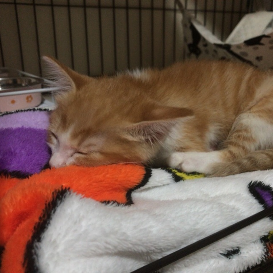 みかんのカバー写真