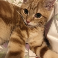 つな