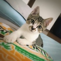 仔猫の里親募集
