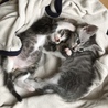 とても仲良い子猫達です。(๑˃̵ᴗ˂̵)