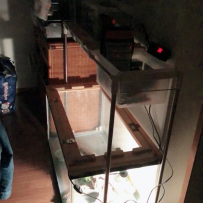 レディボマのカバー写真