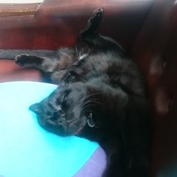 最近のゴン太お坊っちゃん