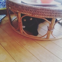 「最近のゴン太お坊っちゃん」サムネイル3