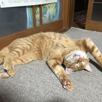 こた