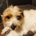 MIX犬6歳 エル