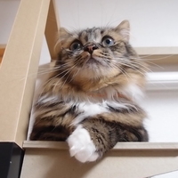 アールグレイ