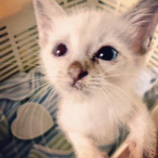 子猫 里親募集してます