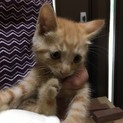 子猫3匹の里親募集中