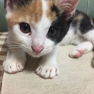 生後2ヶ月癒し系三毛ちゃん♡
