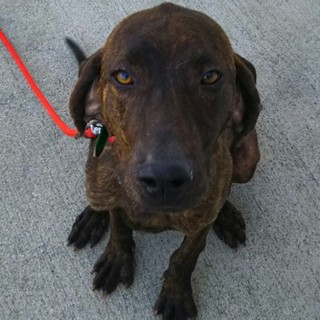 プったろう☆元気なプロットハウンド