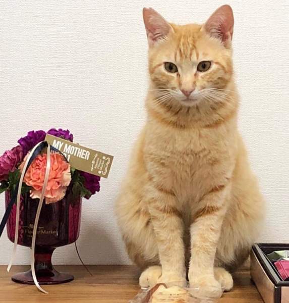 超甘えん坊 チャトラの男の子 埼玉県 猫の里親募集 ペットのおうち 月間利用者150万人