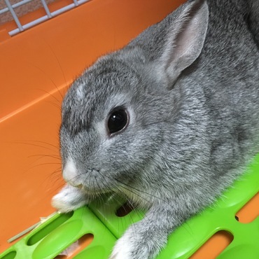 今日もかわいい