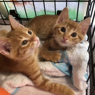 ふわふわ茶トラ兄弟です