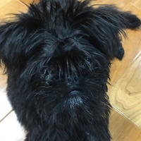 チョビ
