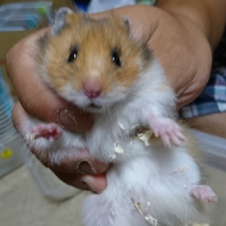 ロングヘアーハムスター