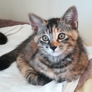 子猫 パステルサビ ♀ 里親募集中