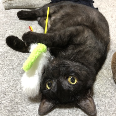 全部ぼくのだよ！