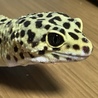 レッドロイヤル