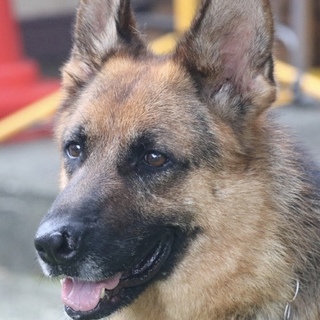 募集を一旦停止します。