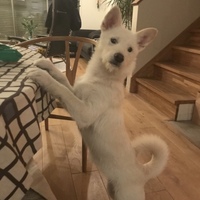 リリー