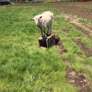 急募オスヤギ里親募集！