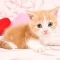 マンチカン♂子猫　大切に育ててくださる方