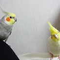 オカメインコ ６羽